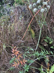 Cicuta douglasii