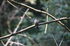 Myioborus miniatus
