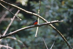 Myioborus miniatus