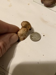 Cortinarius cyanites