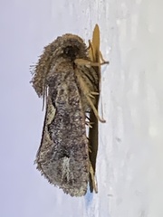 Acrolophus walsinghami
