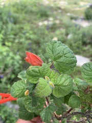 Salvia regla
