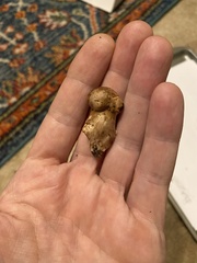 Cortinarius cyanites