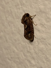 Acrolophus walsinghami