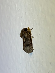 Acrolophus walsinghami