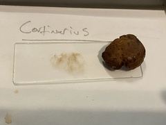 Cortinarius cyanites