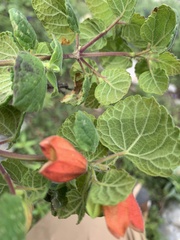 Salvia regla