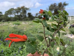 Salvia regla