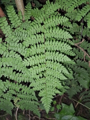 Myriopteris alabamensis