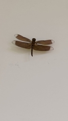 Neurothemis taiwanensis