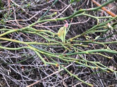 Daviesia brevifolia