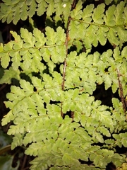 Myriopteris alabamensis