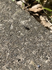 Camponotus japonicus