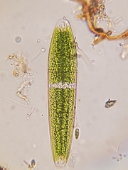 Netrium digitus