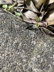 Camponotus japonicus