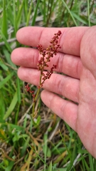 Rumex acetosella