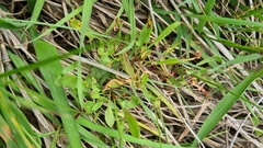 Rumex acetosella
