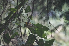 Oreothlypis superciliosa