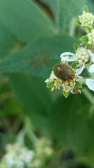 Epilachna obscurella