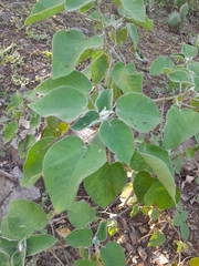 Croton ciliatoglandulifer