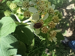 Epilachna obscurella