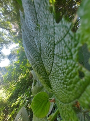 Urera caracasana