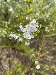 Prostanthera nivea