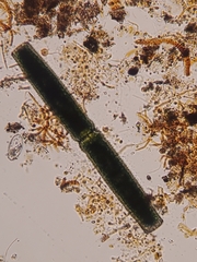 Pleurotaenium coronatum