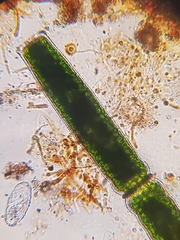 Pleurotaenium coronatum