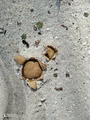 Scleroderma polyrhizum