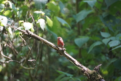 Cardellina rubra