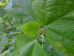 Urera caracasana