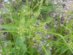 Cyperus croceus