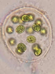 Chlamydomonas