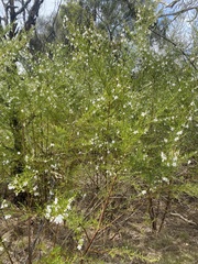 Prostanthera nivea
