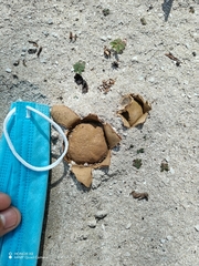 Scleroderma polyrhizum