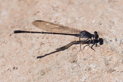 Argia lugens