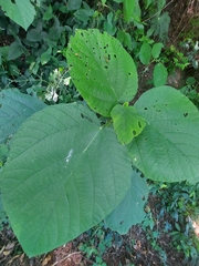 Urera caracasana