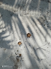 Scleroderma polyrhizum