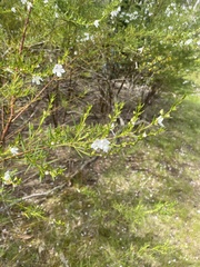 Prostanthera nivea