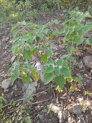 Croton ciliatoglandulifer