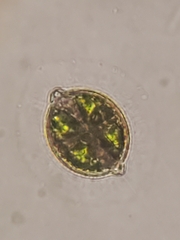 Desmidium