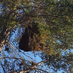 Phytoplasma trifolii