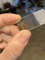 Cortinarius cyanites