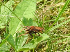 Asilus crabroniformis