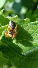 Paraphidippus