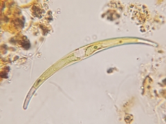 Closterium parvulum