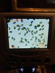 Cortinarius cyanites