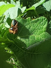 Paraphidippus