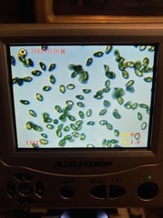 Cortinarius cyanites